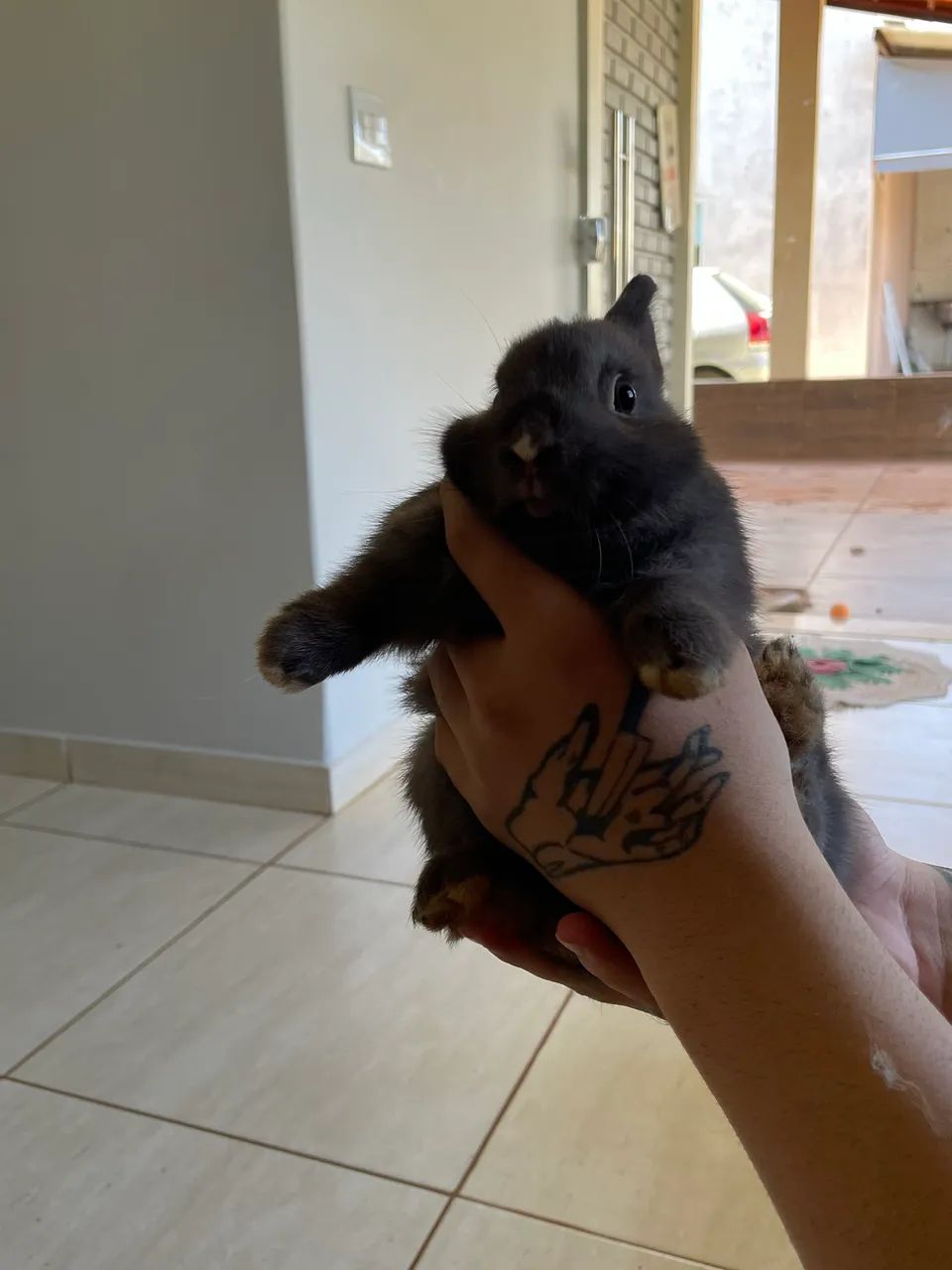 Mini Coelhos - Foto 4