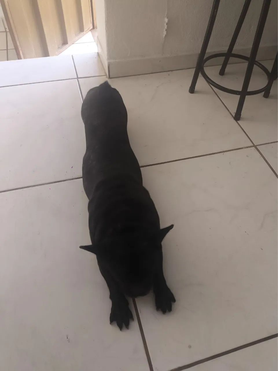 Buldogue francês black - Foto 5