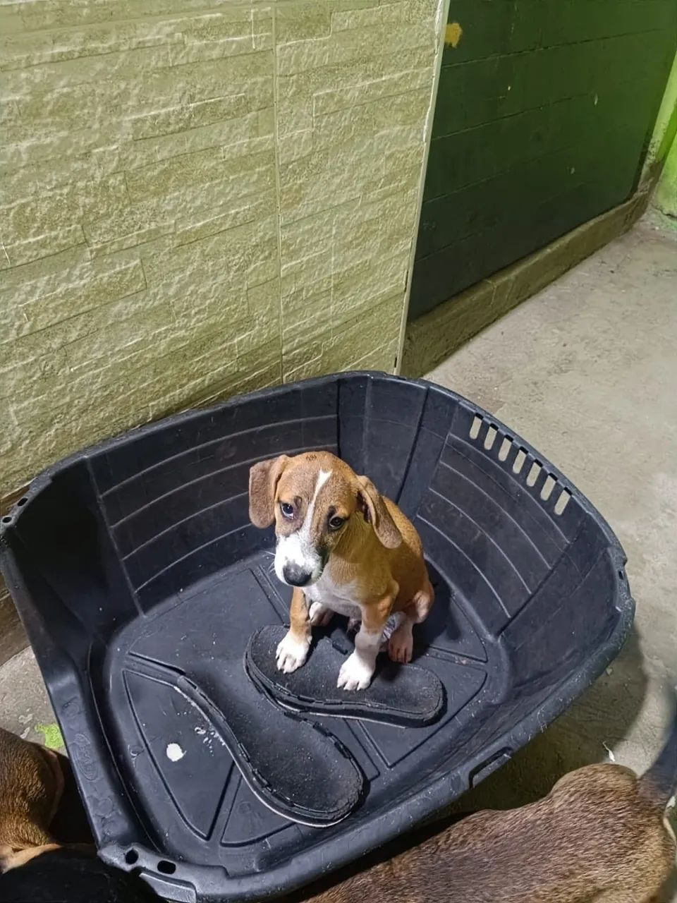 Cachorro vira-lata adoção  - Foto 3