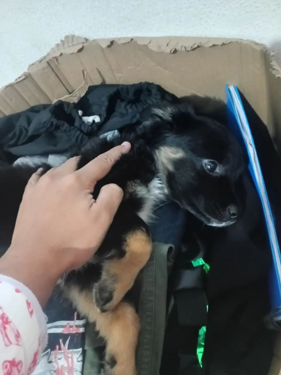 Cachorra fêmea 