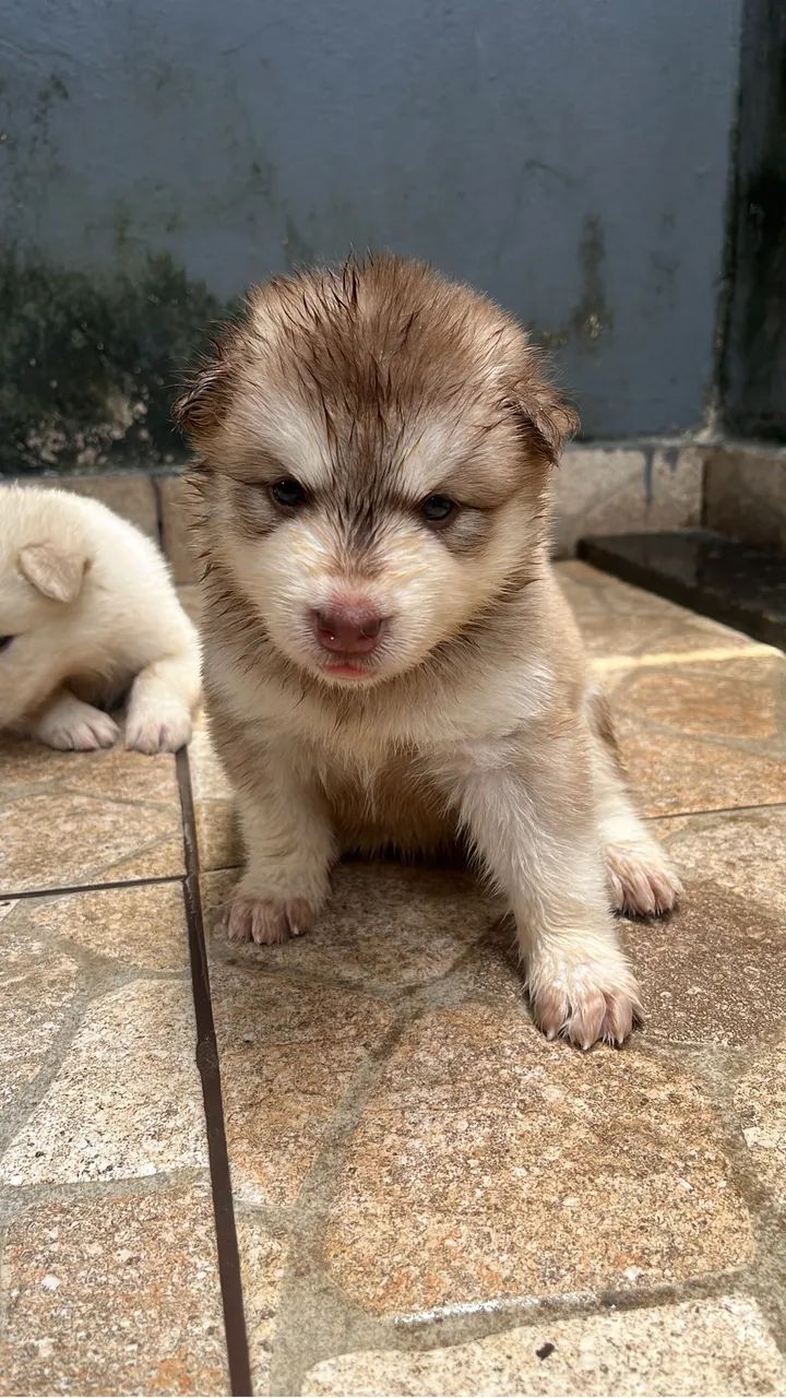 Filhotes Husky - Foto 3