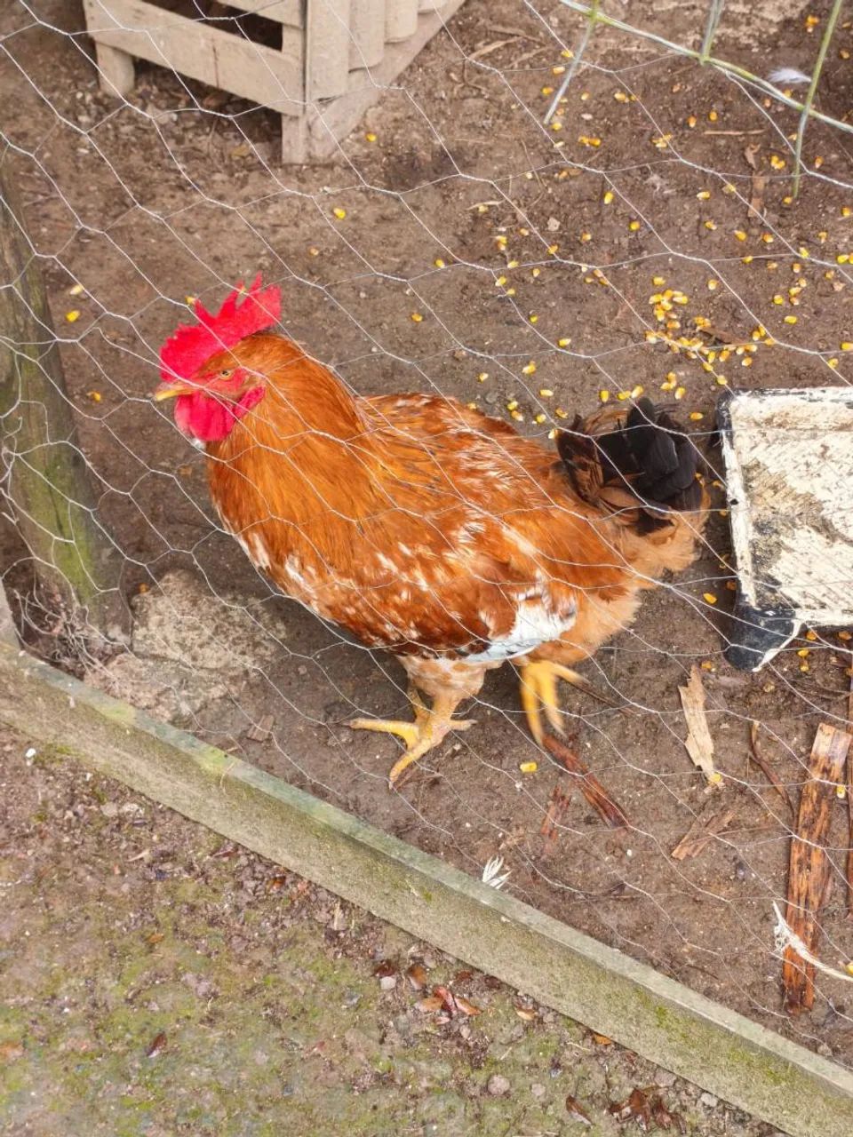 Vendo frango e franguinhos - Foto 5