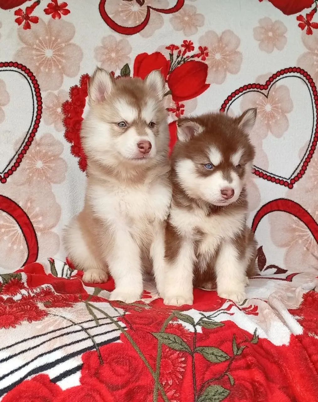 Husky Sibériano  - Foto 4
