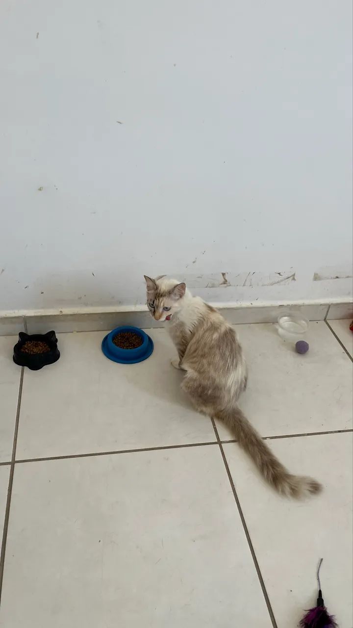 Gatinha castrada adoção  - Foto 3