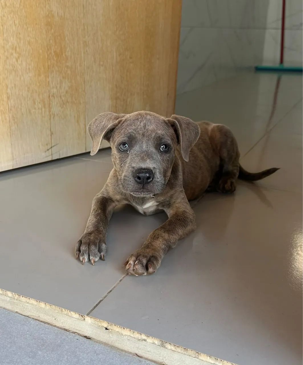 AMERICAN BULLY XL - Foto 3
