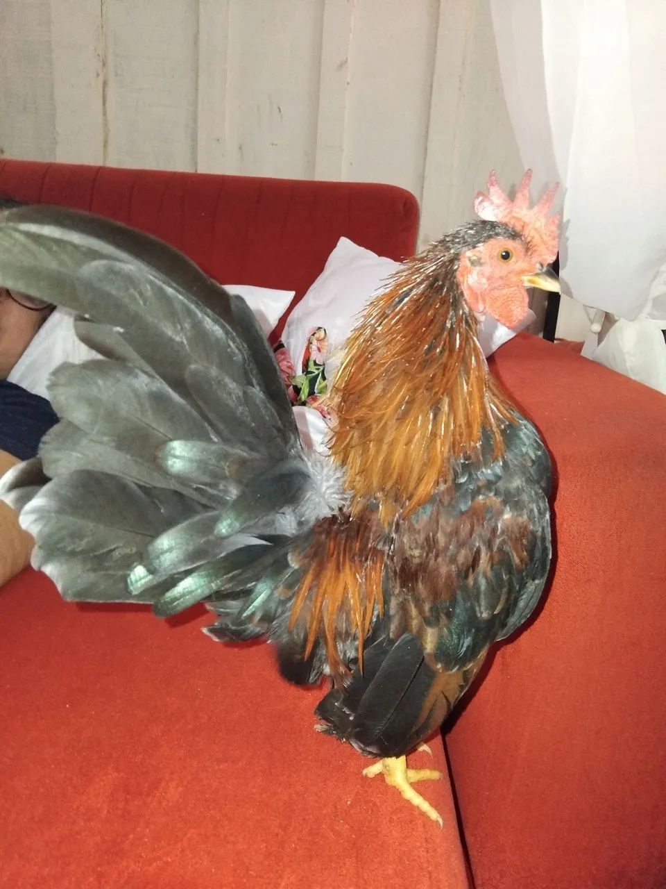 Galo serama/Gsb - Foto 4