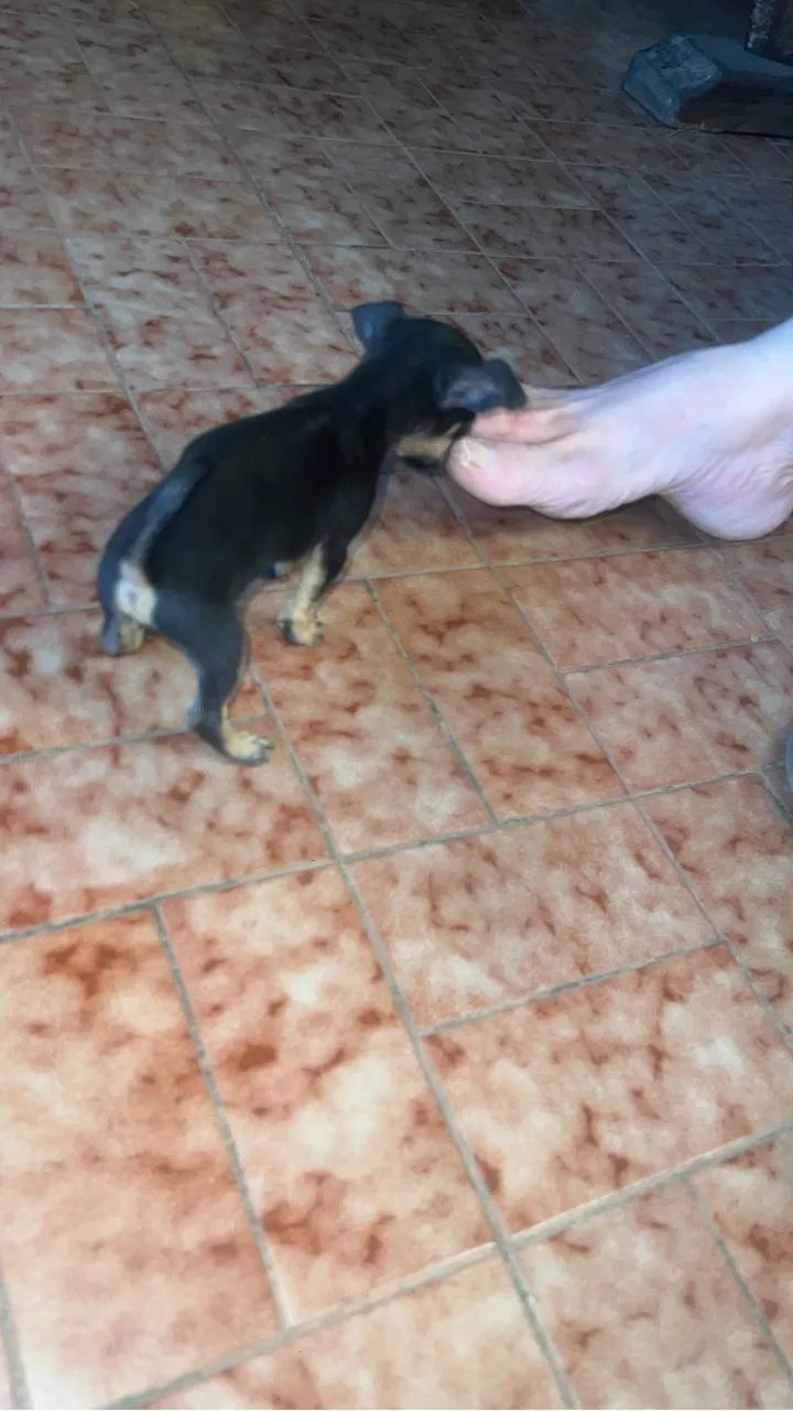 Pinsher  - Foto 3