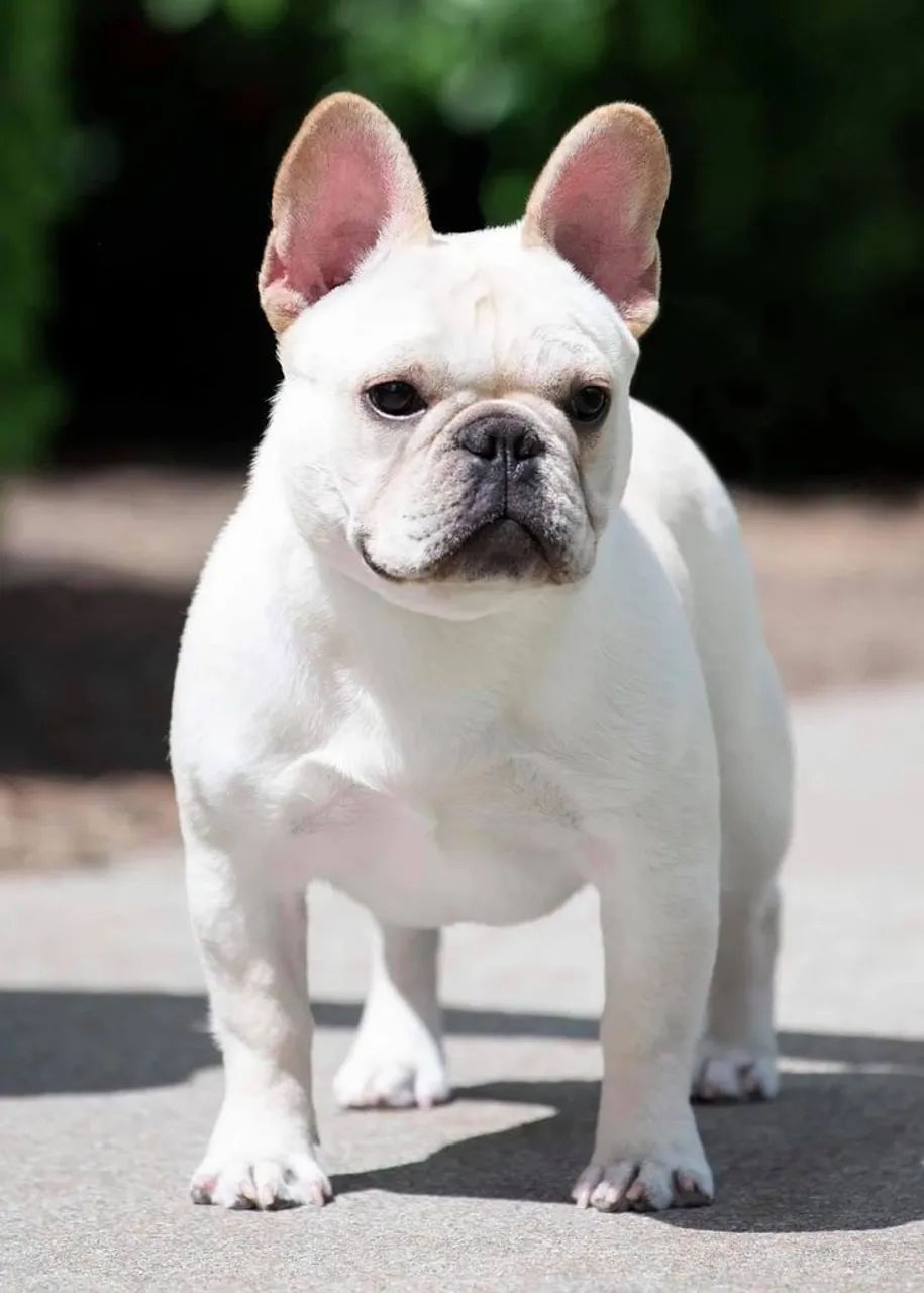 Pet