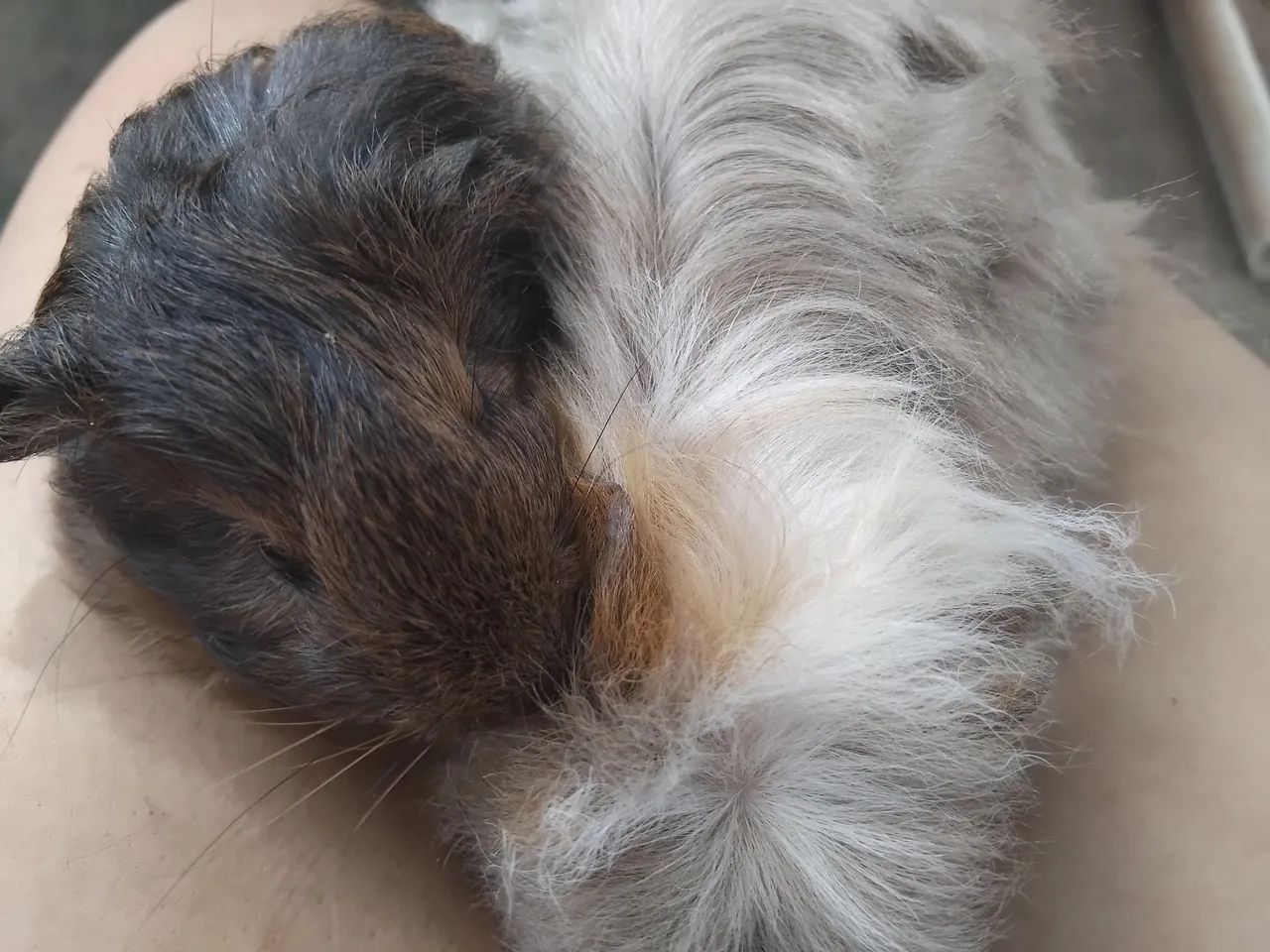 Porquinhos da india - Foto 2
