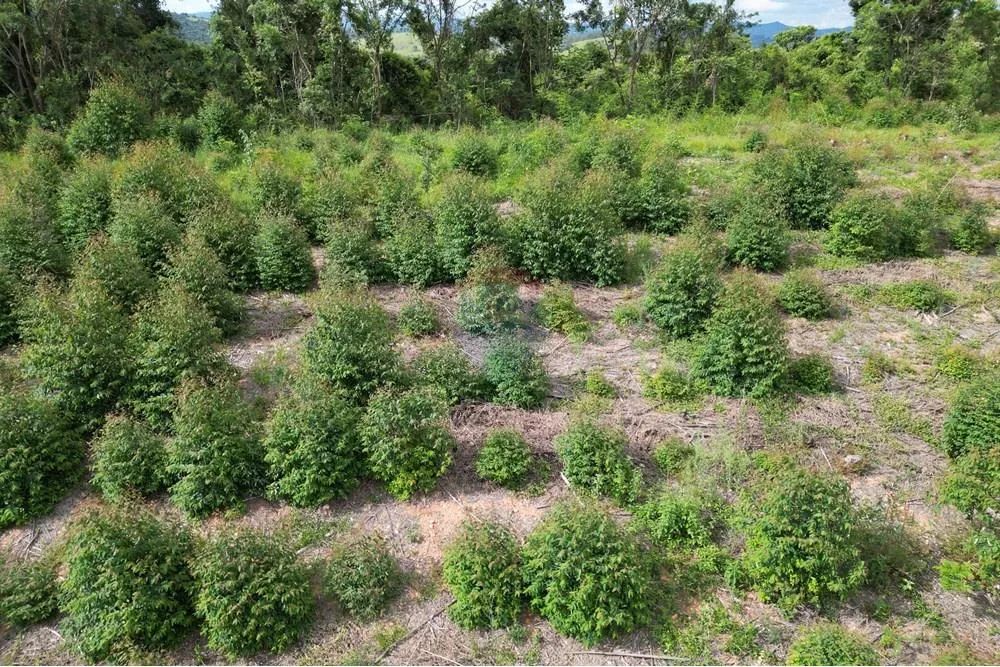 Fazenda à Venda em Caconde - SP - Foto 4