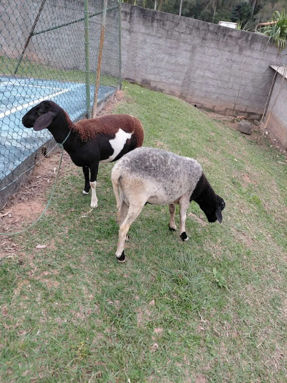 Ovelhas - Foto 2