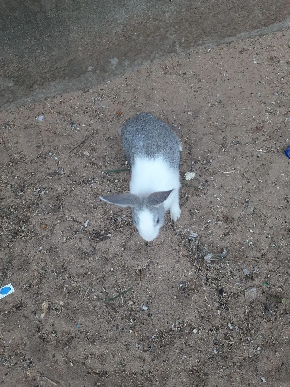 Coelhos 