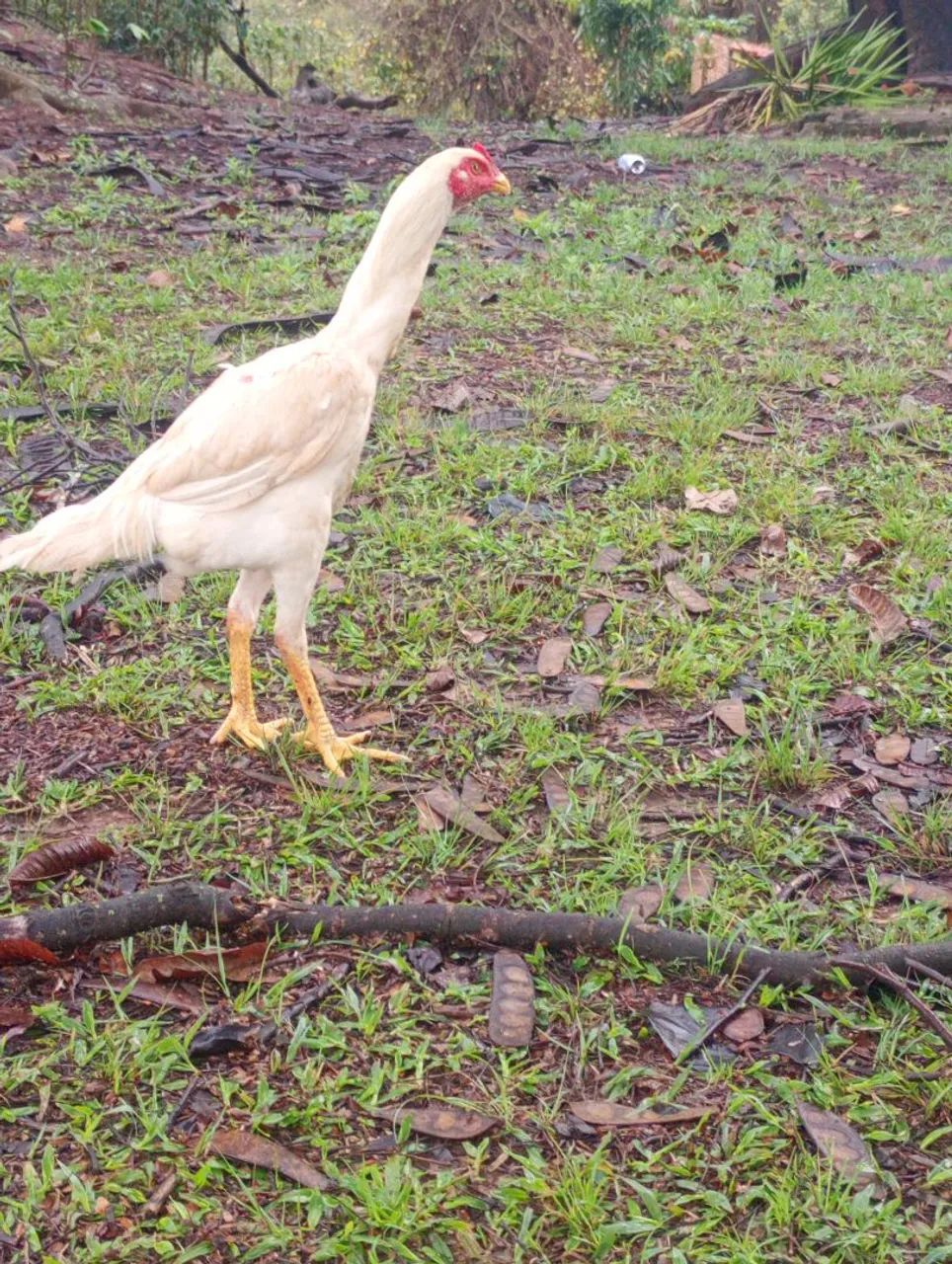 Frango índio costeiro  - Foto 2
