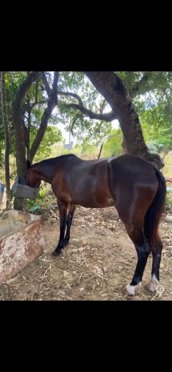 Cavalo - Foto 3