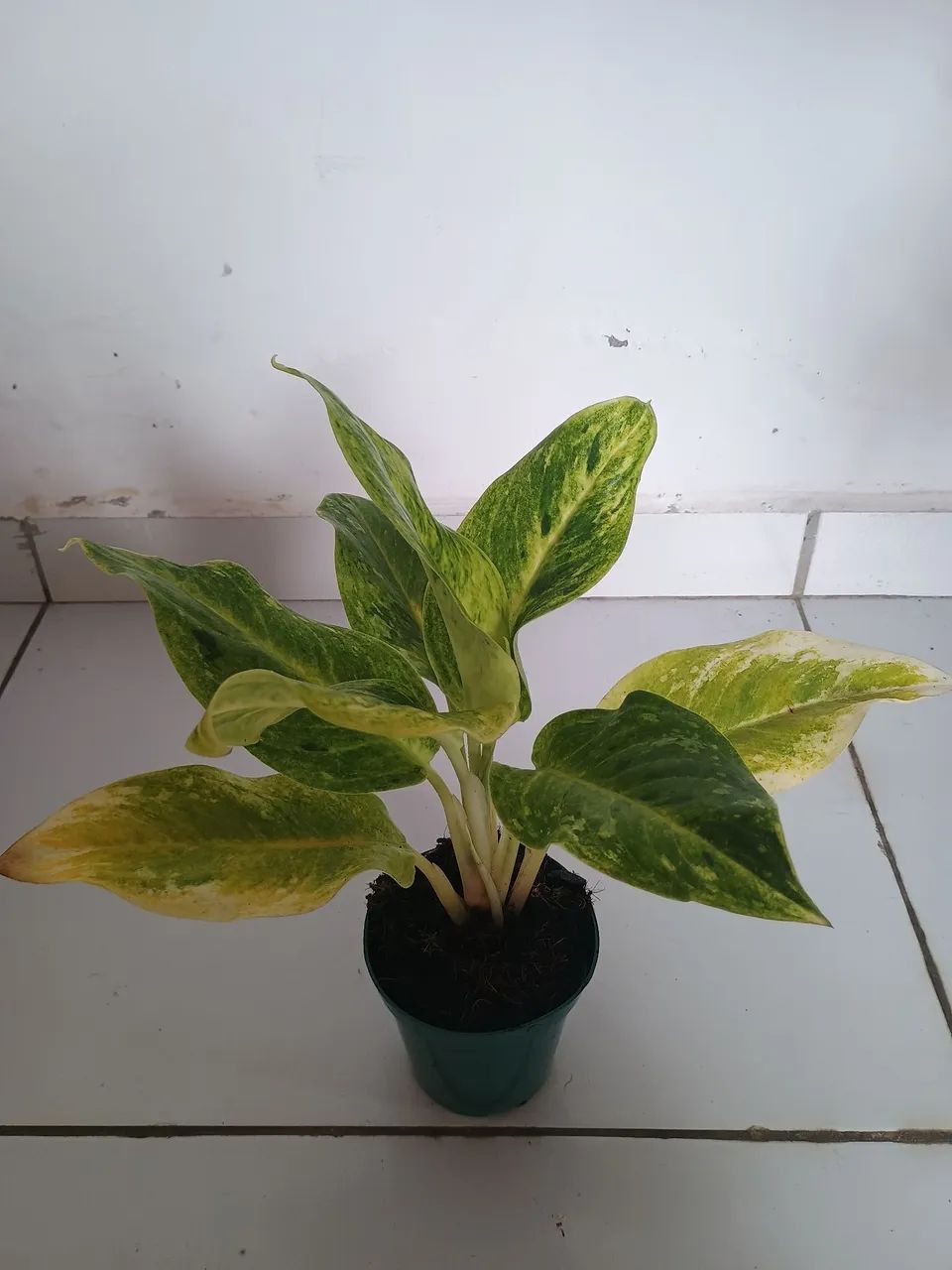 Lindas aglaonemas - Foto 5