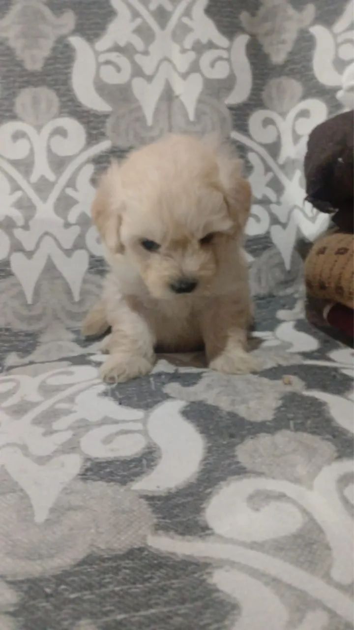 Filhote macho poodle - Foto 2