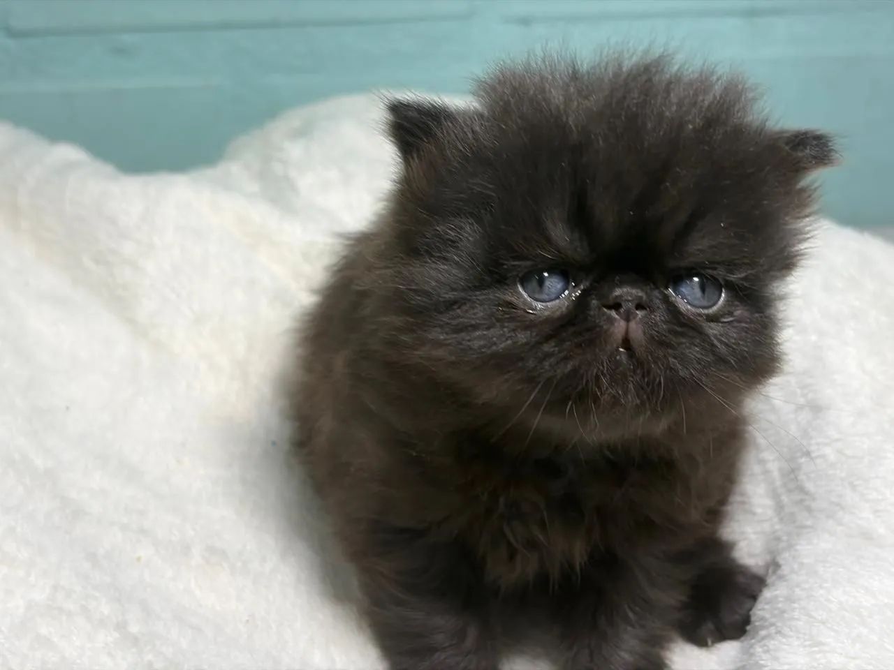 Gato persa - Foto 4