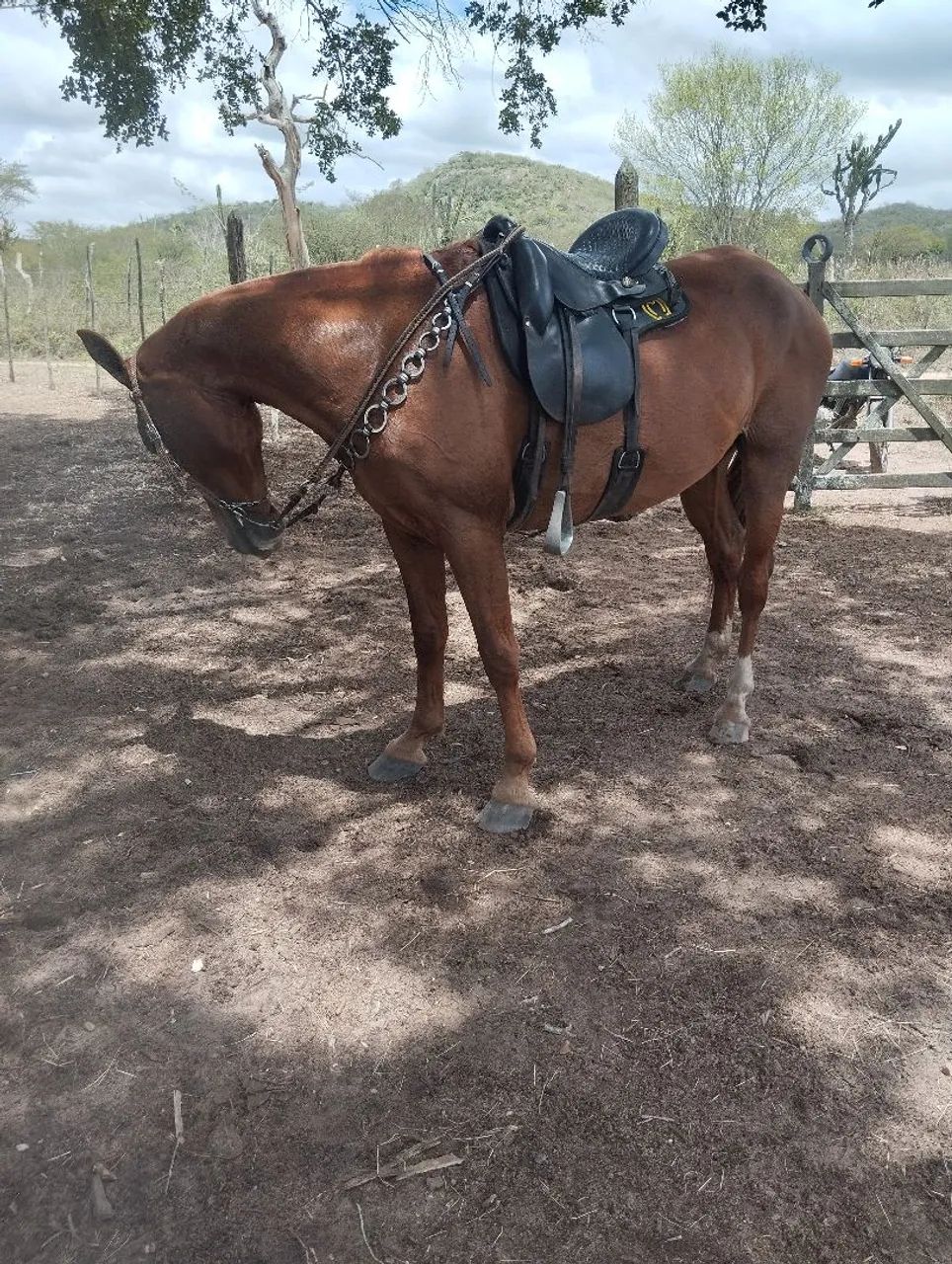 Égua de picado  - Foto 2