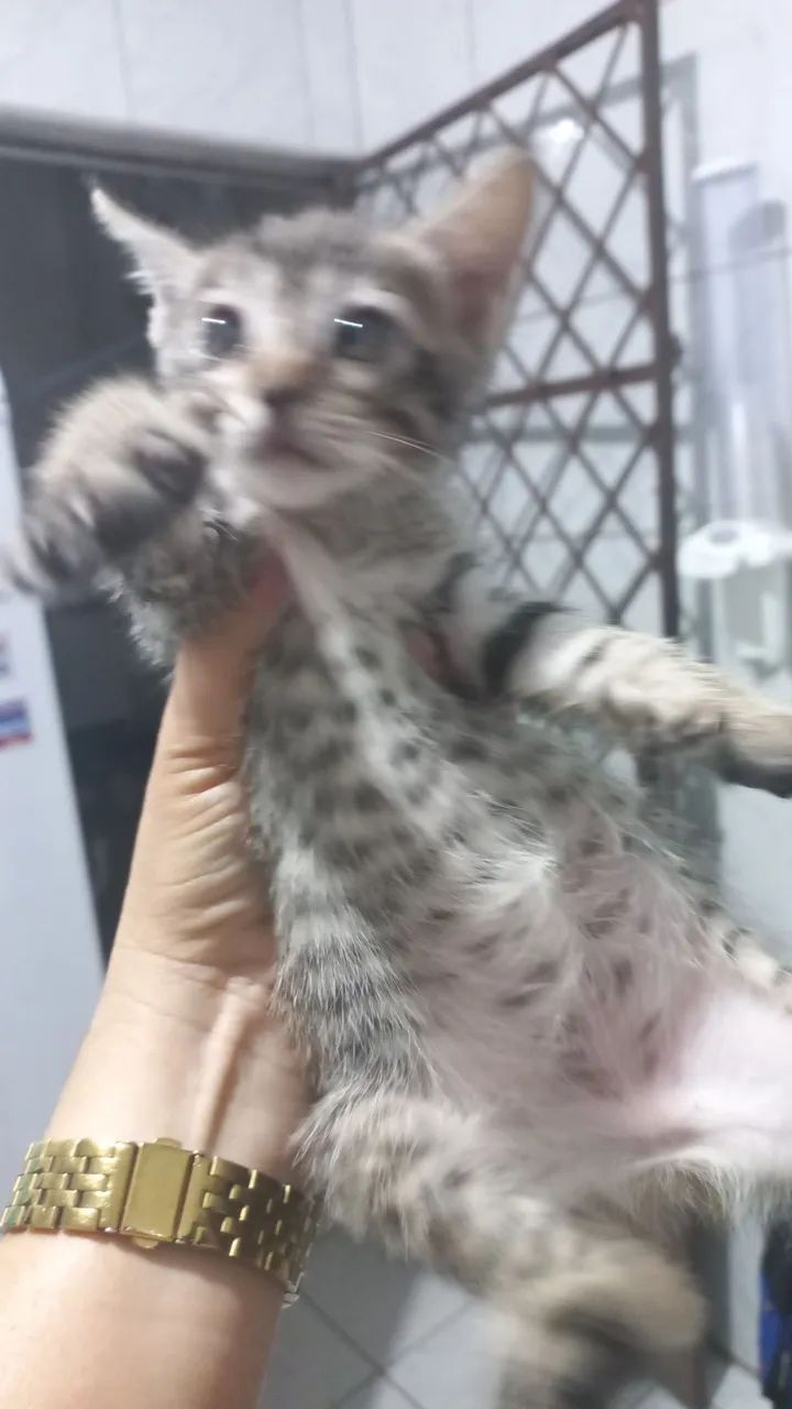 Gato - Foto 3