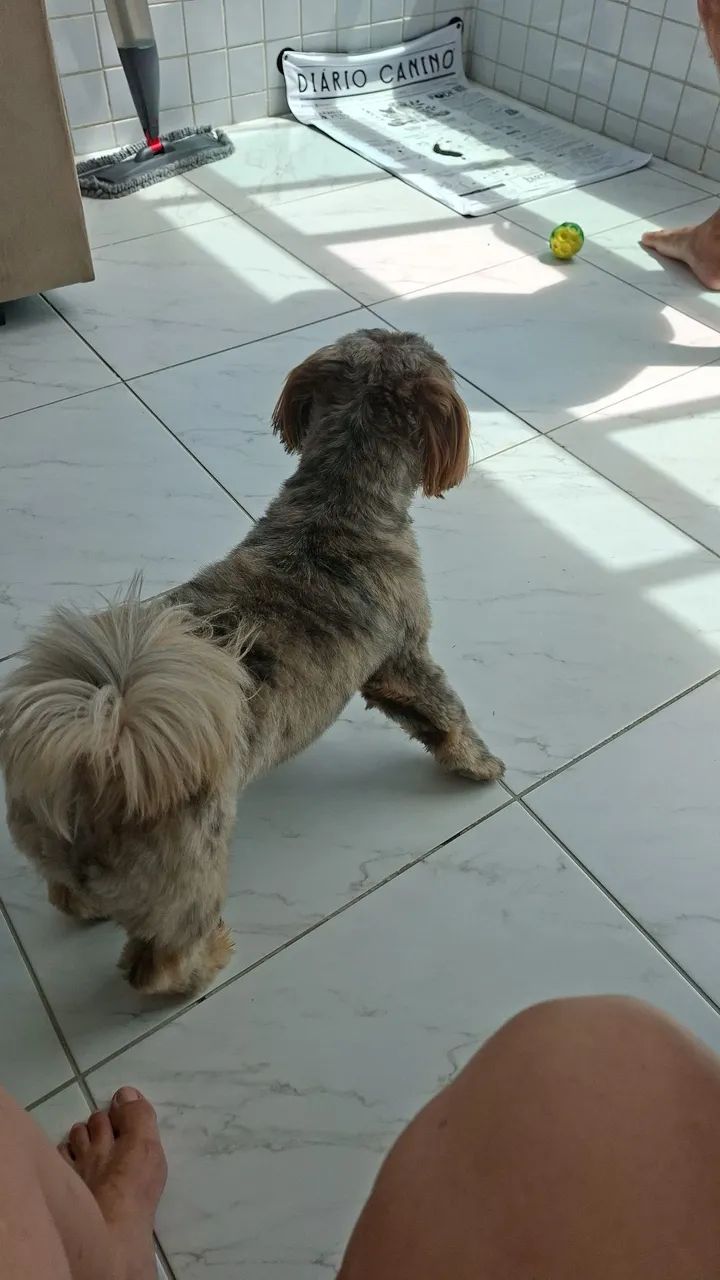 Cachorro ?  - Foto 2