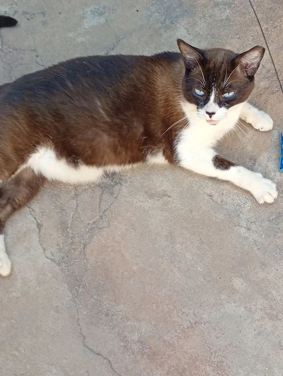 Gato macho castrado 