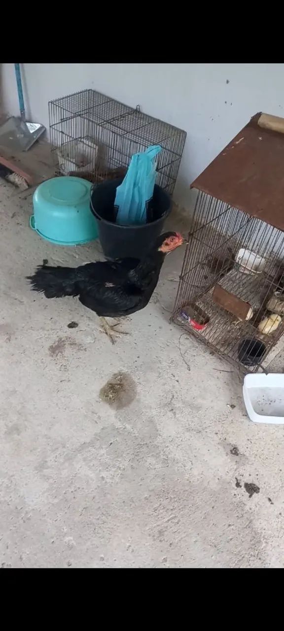 Galo indio mura