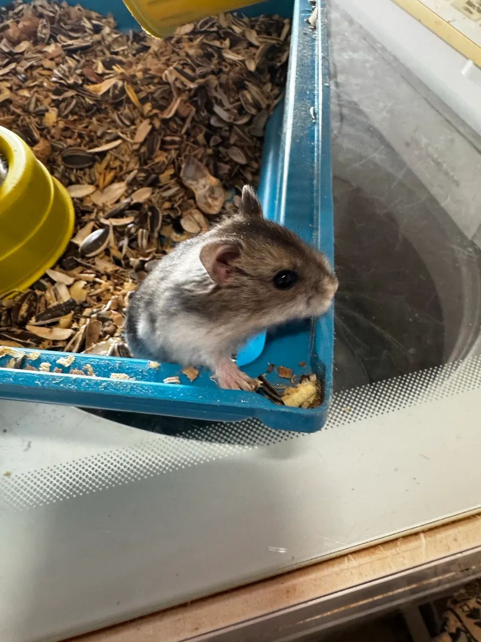 Hamster anão Russo  - Foto 5