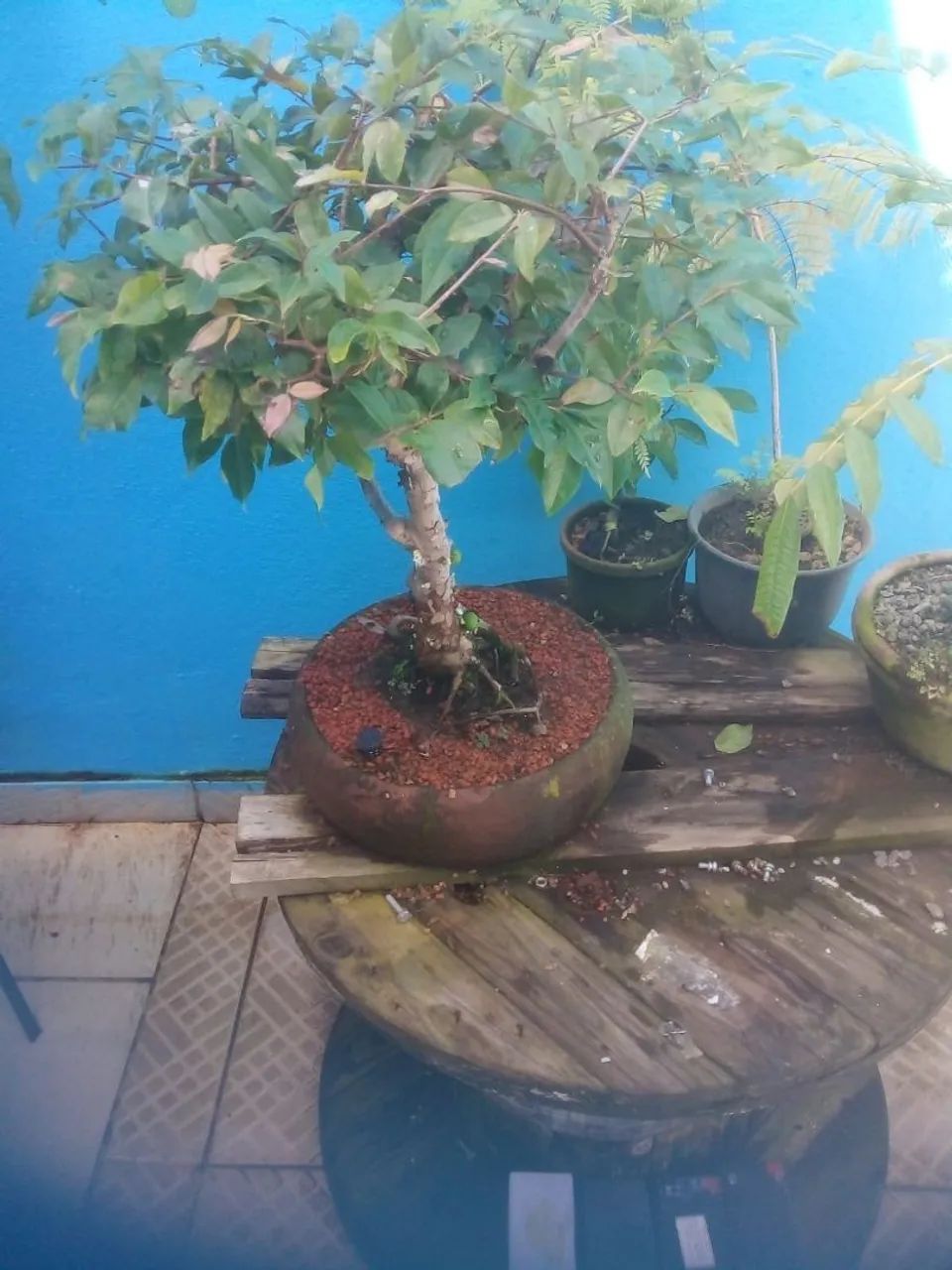 Bonsai de Jaboticaba Sabará 28 Anos - Foto 2