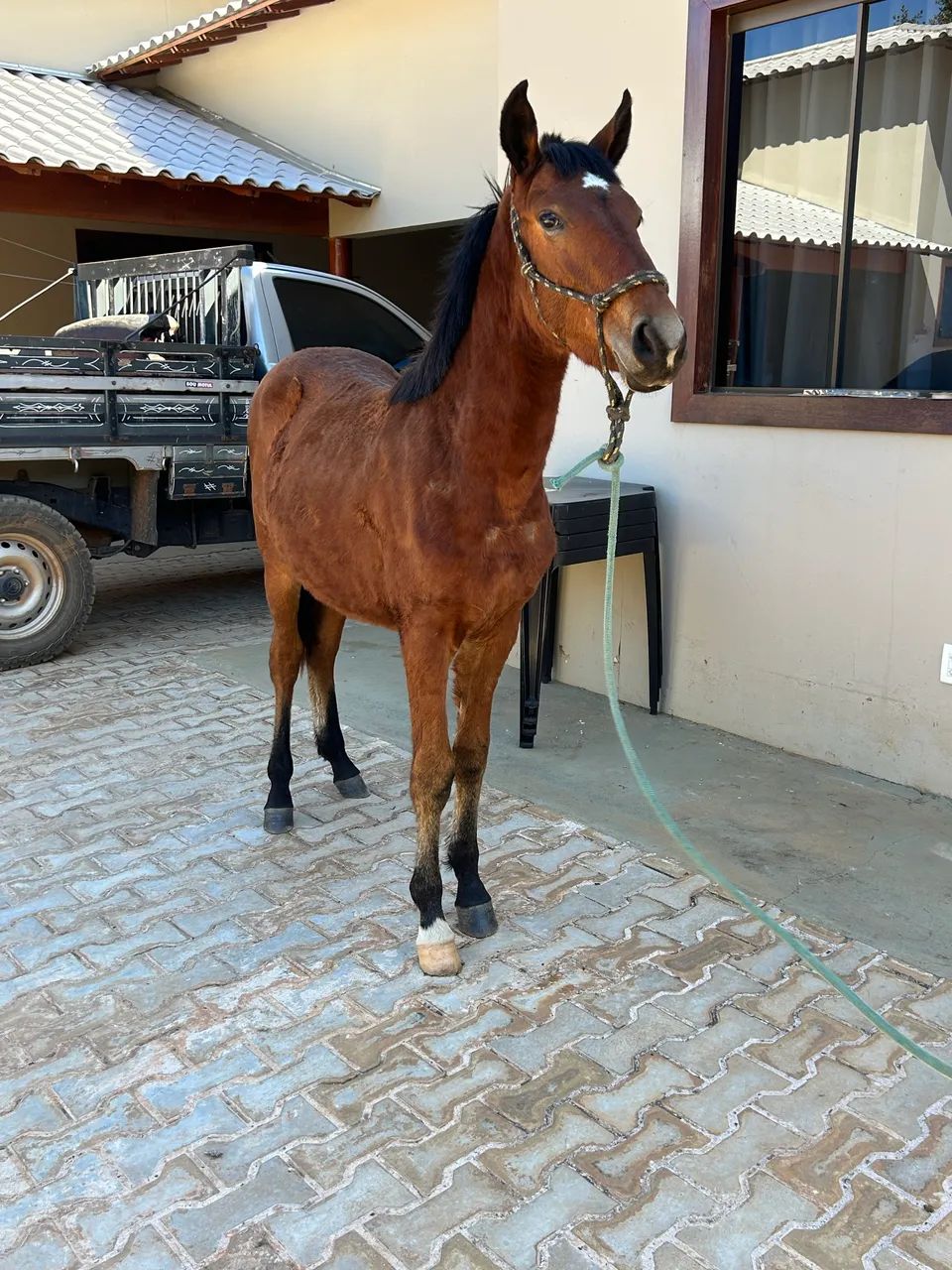 Potro mangalarga marchador  - Foto 2
