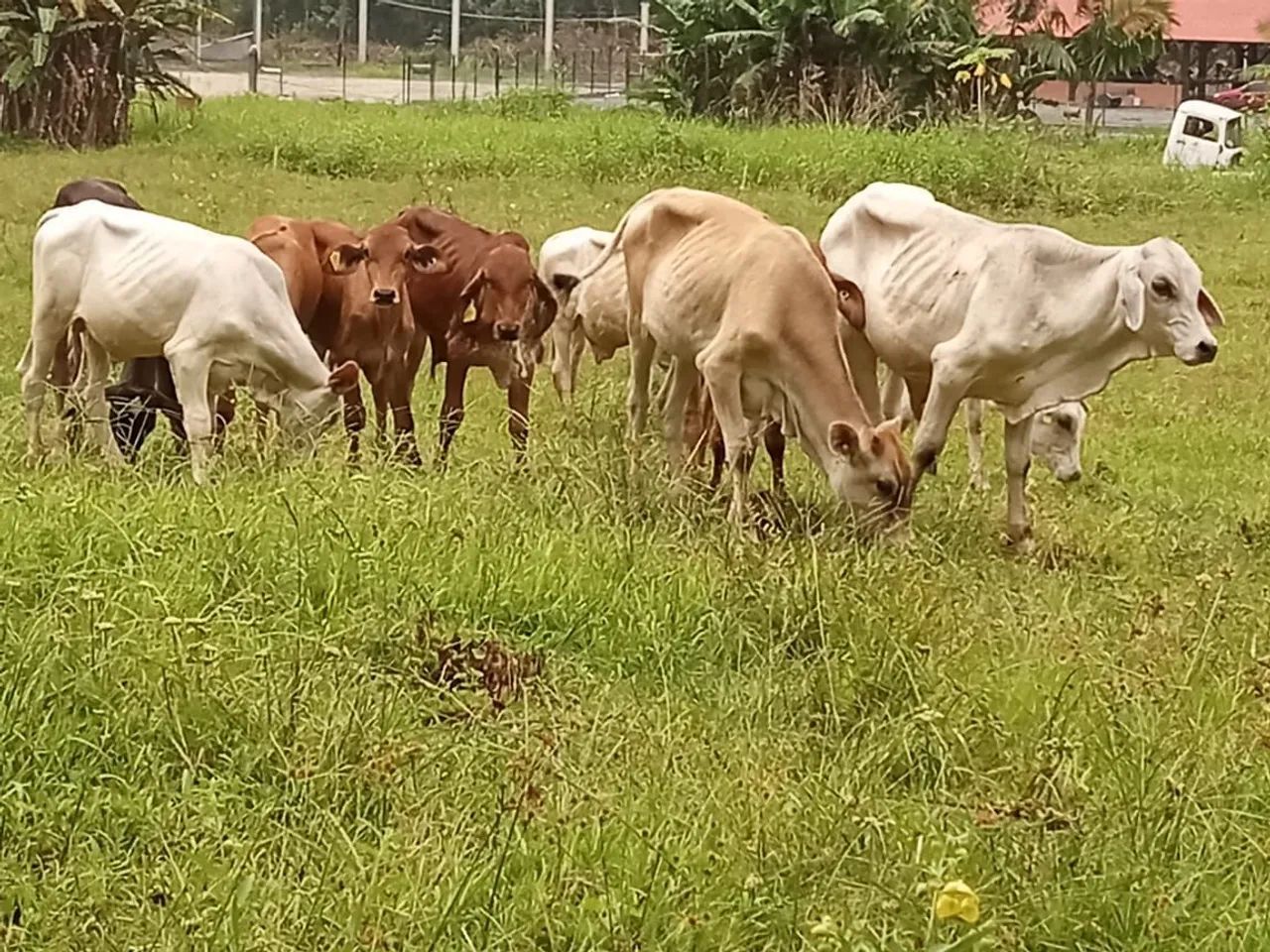 33 bezerros 18 macho 15 fêmea  - Foto 4