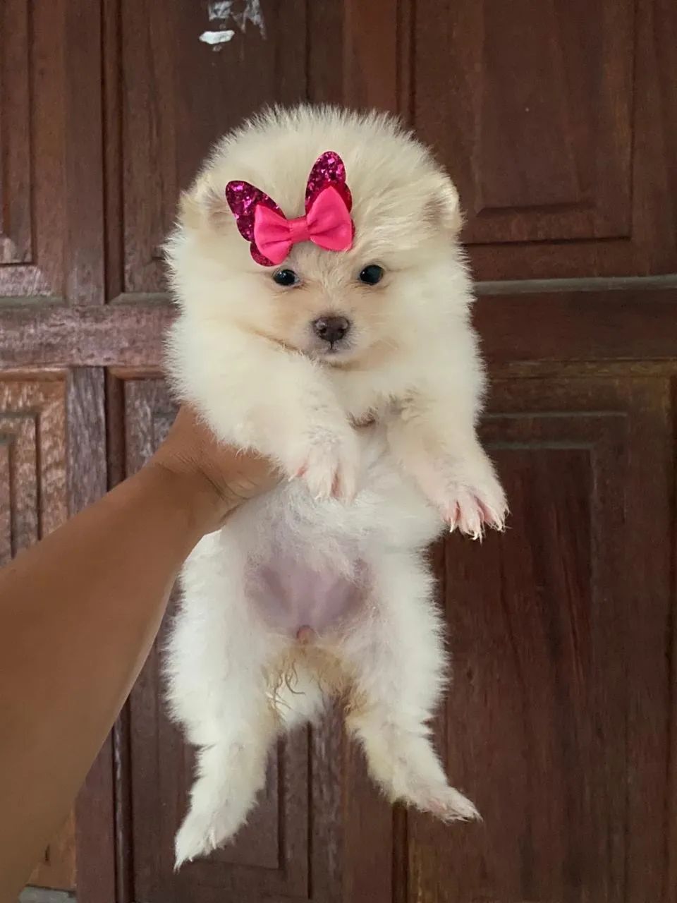 Lulu da pomerânia fêmea 