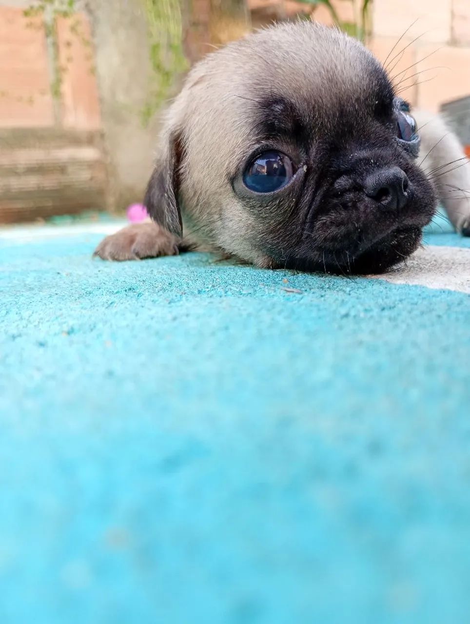 Filhotes de PUG - Foto 4