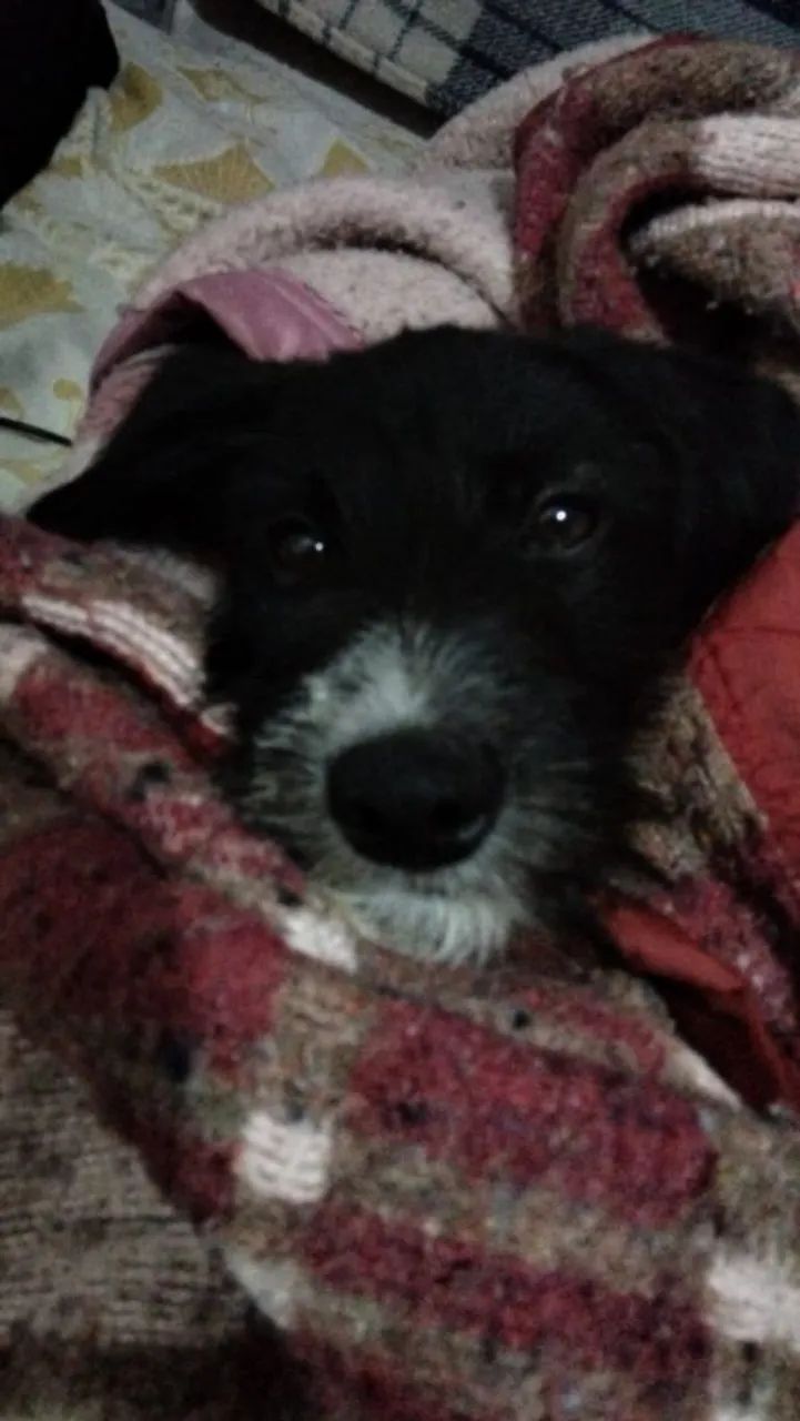 Doa se toddy - Foto 4