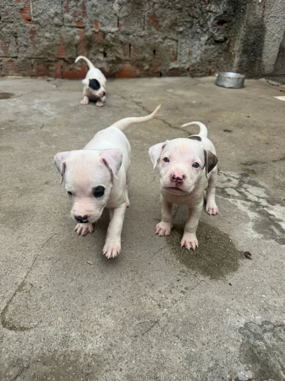 Cachorro  - Foto 3