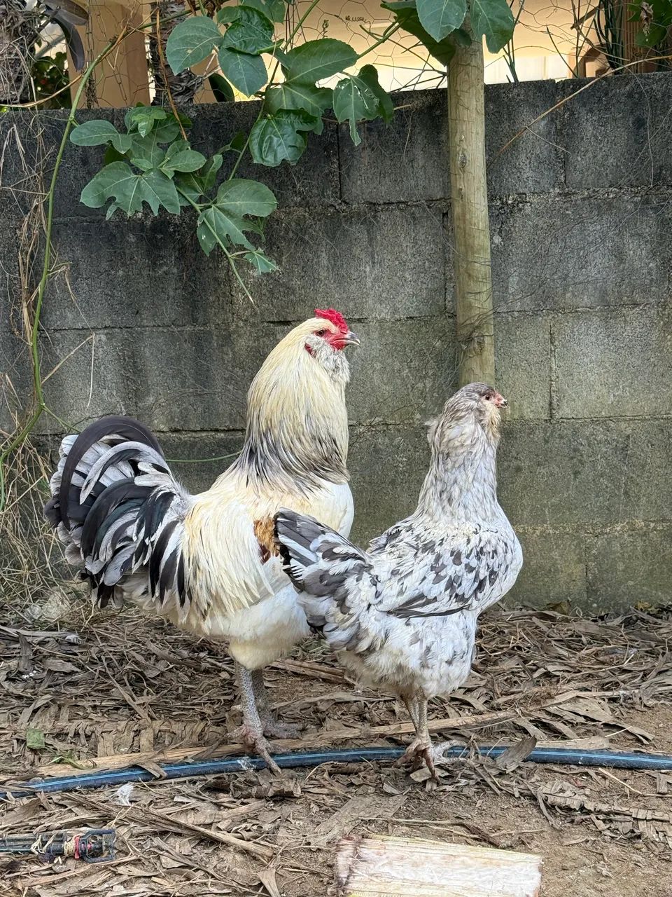 Ameraucana e arauna - Foto 4