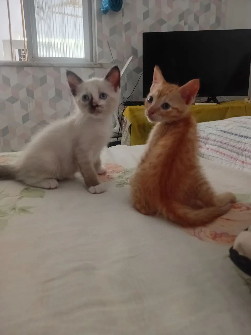 Doação de Gatos  - Foto 2