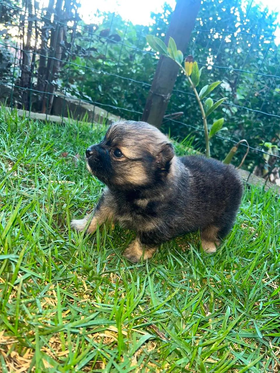 Filhote de Spitz anão Machinho Laranjado  - Foto 5