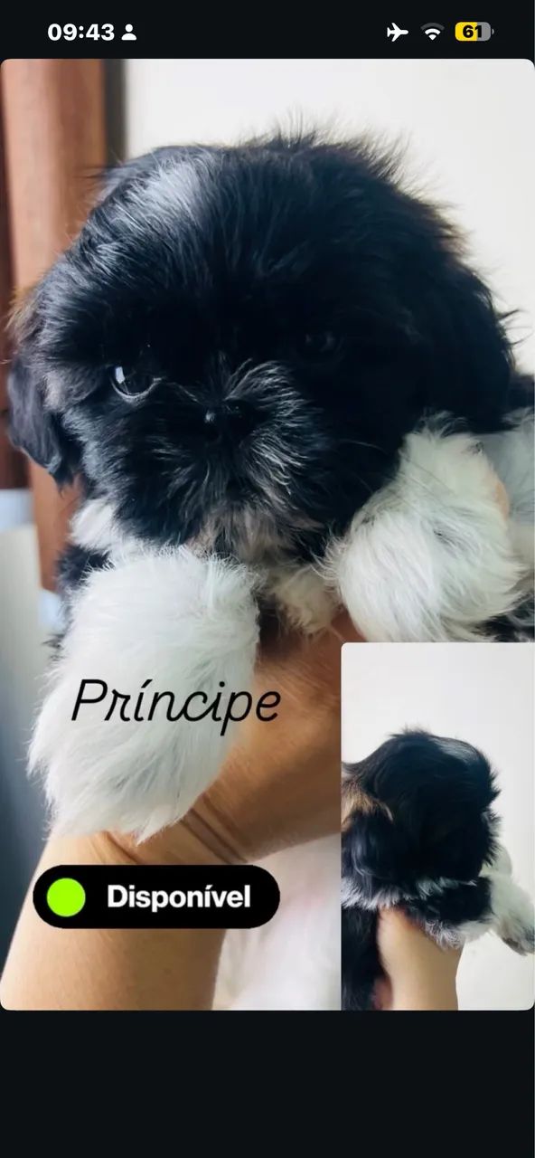 Shihtzu  - Foto 5