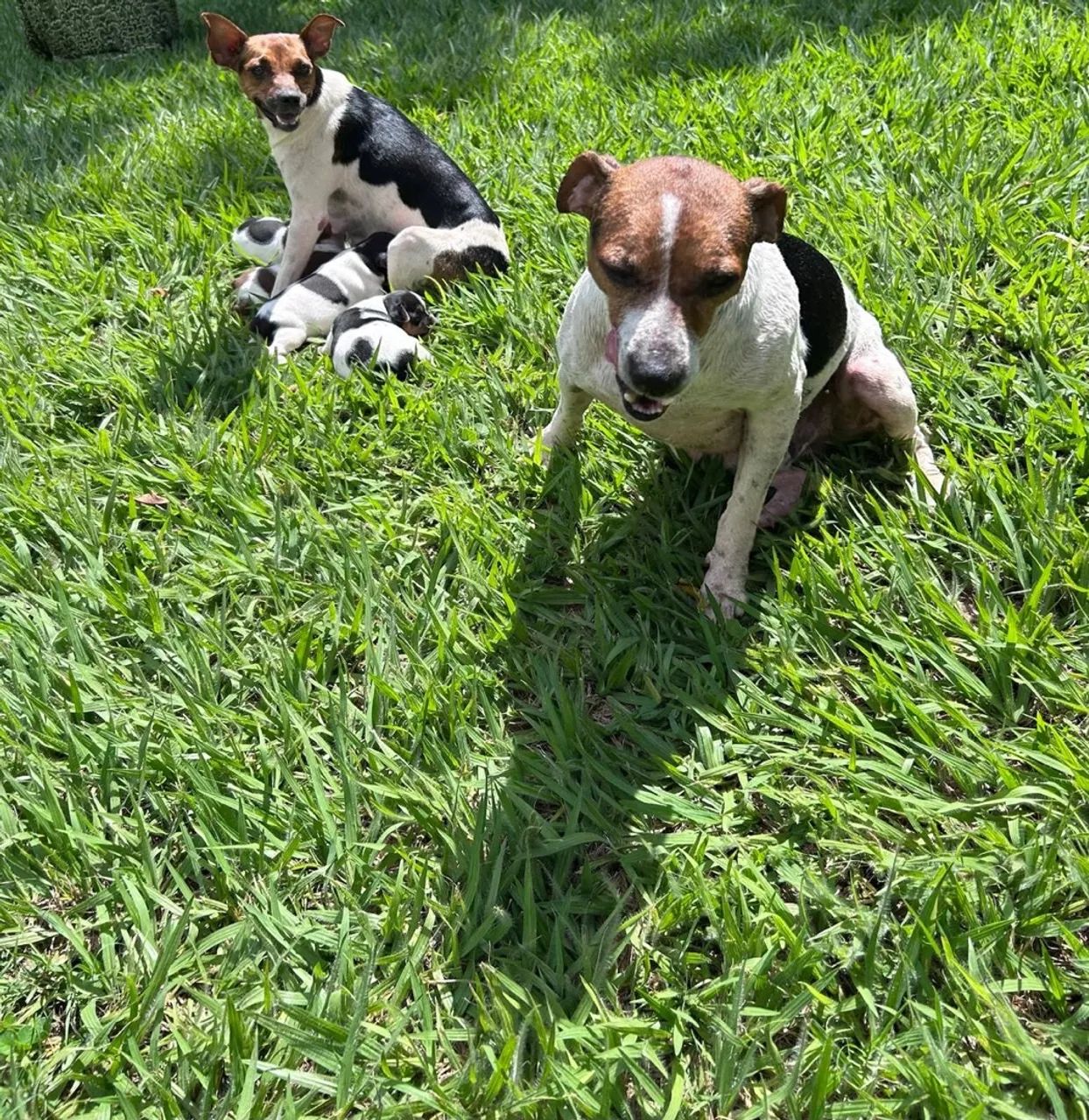 Filhotes de fox paulistinha  - Foto 5