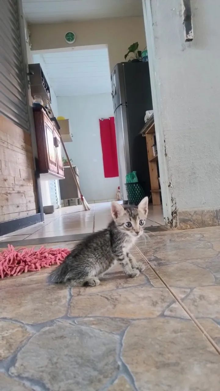 Doação  - Foto 4