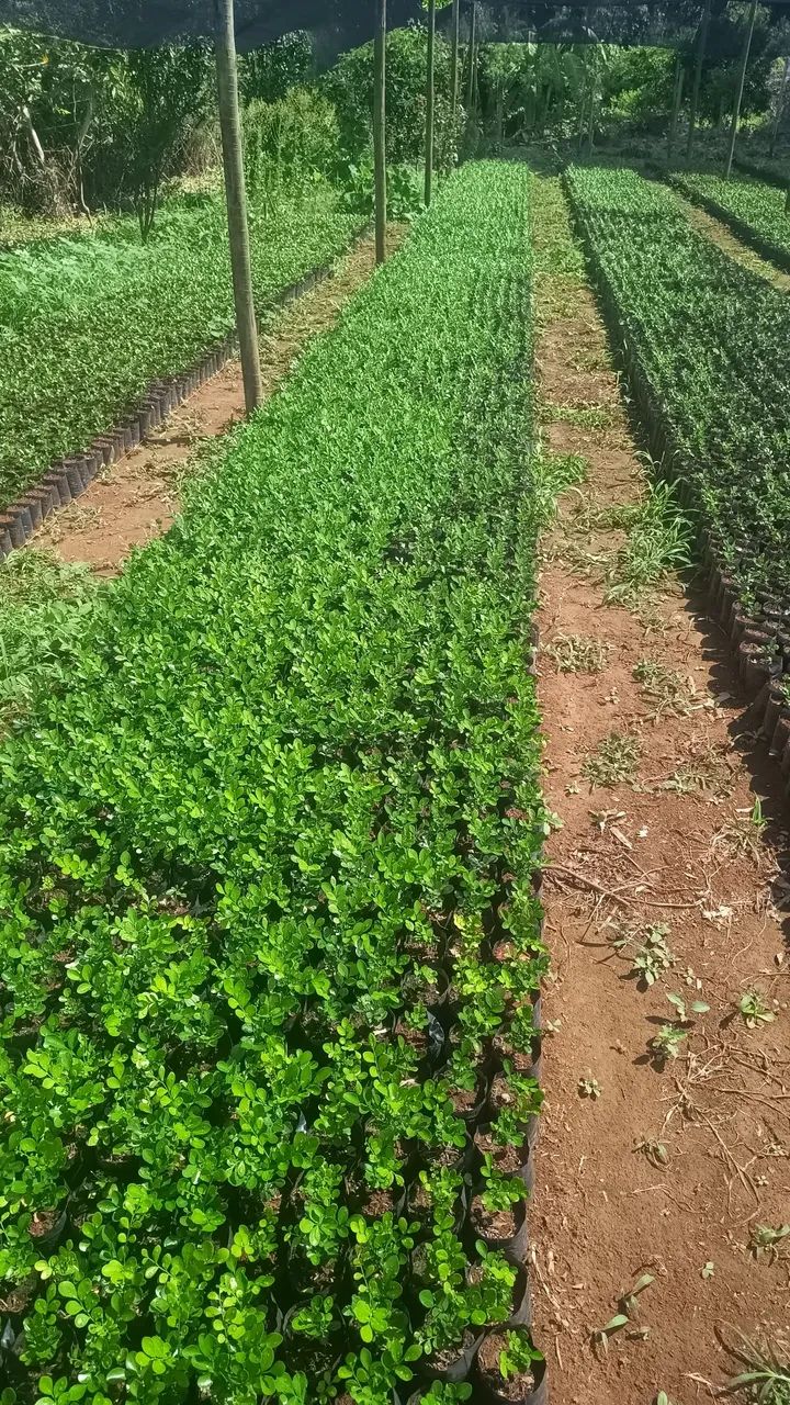 Murta apartir de 2 reais 