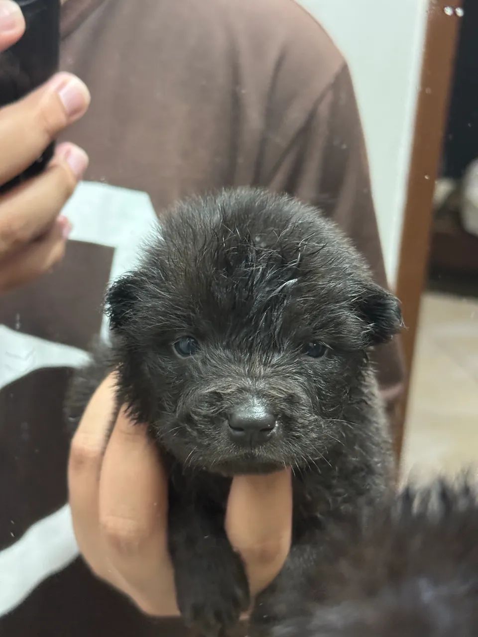 CHOW CHOW PURO - Foto 4