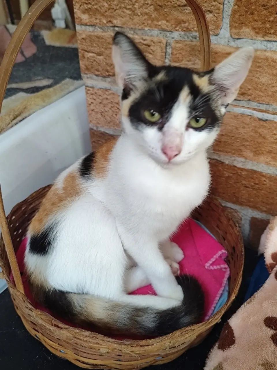 Doação de gato Rio de Janeiro  - Foto 5