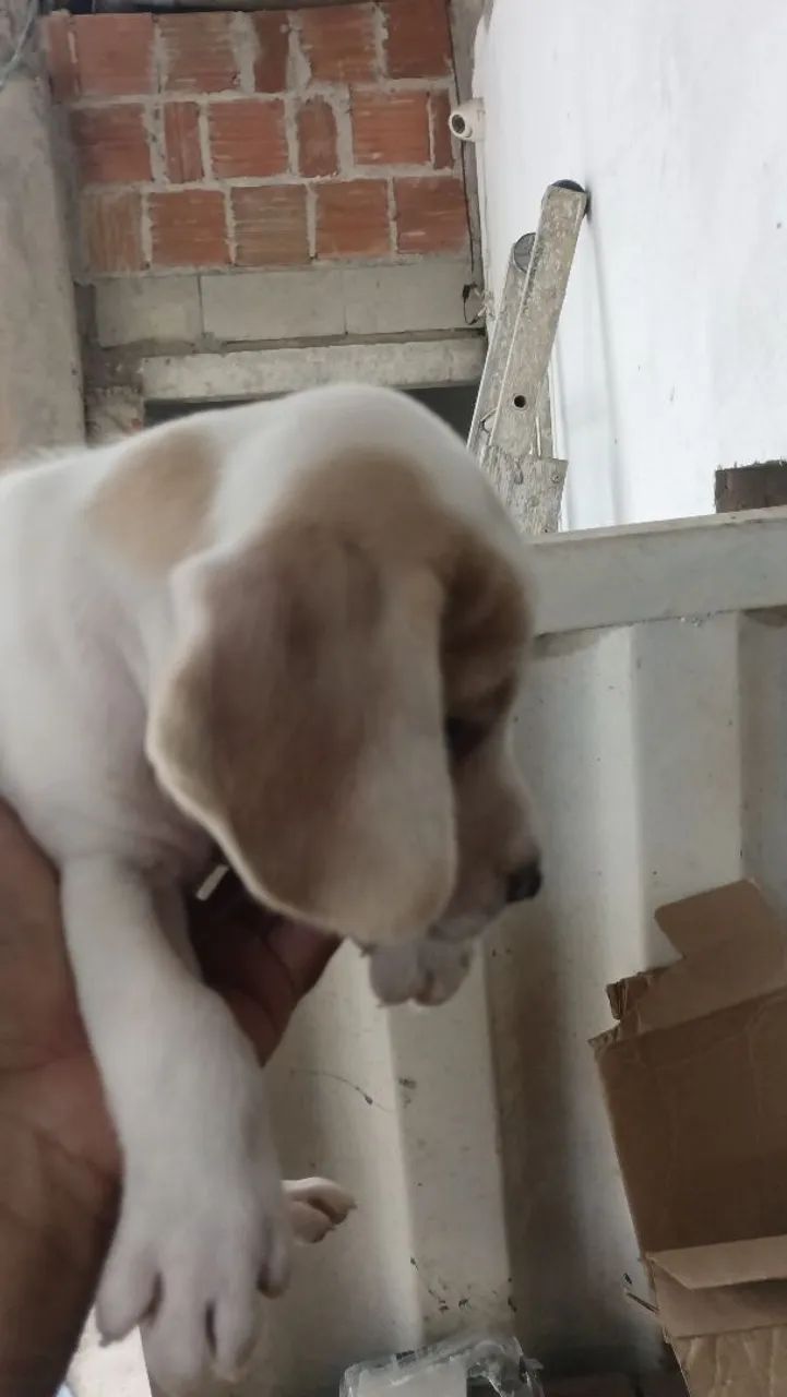 Beaglo  - Foto 4