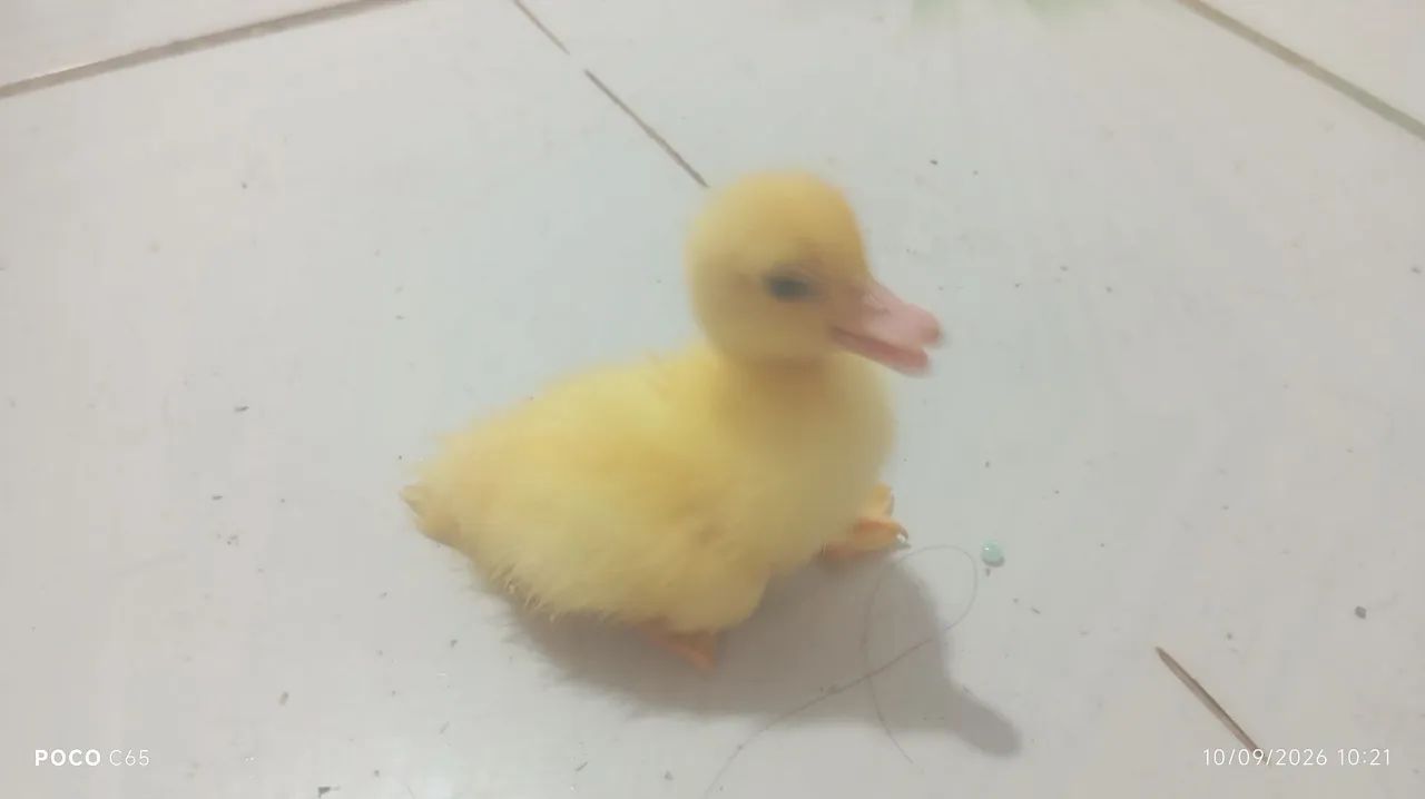 patinhos 