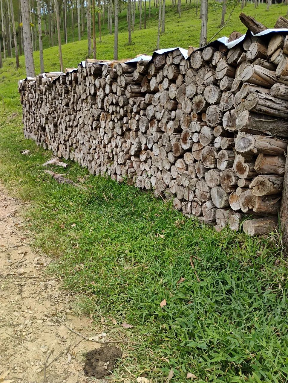 LENHA GROSSA SECA DE EUCALIPTO