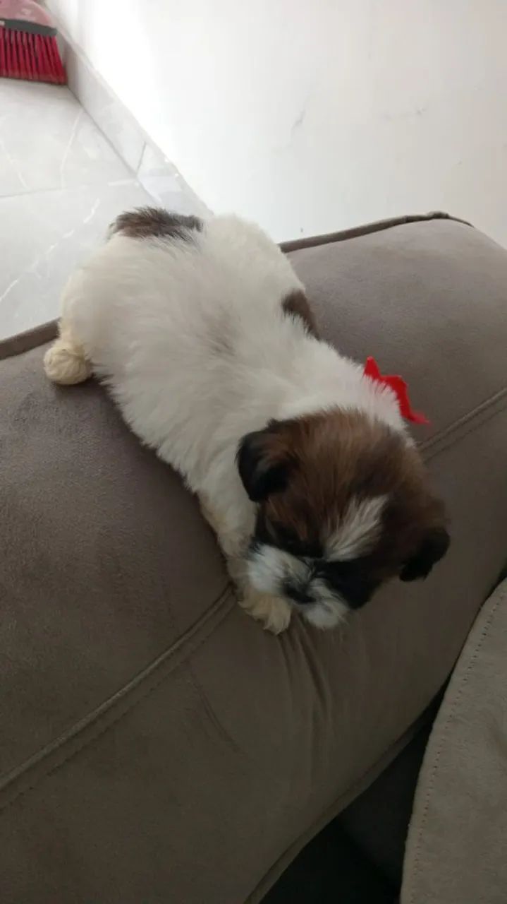 Shihtzu  - Foto 3
