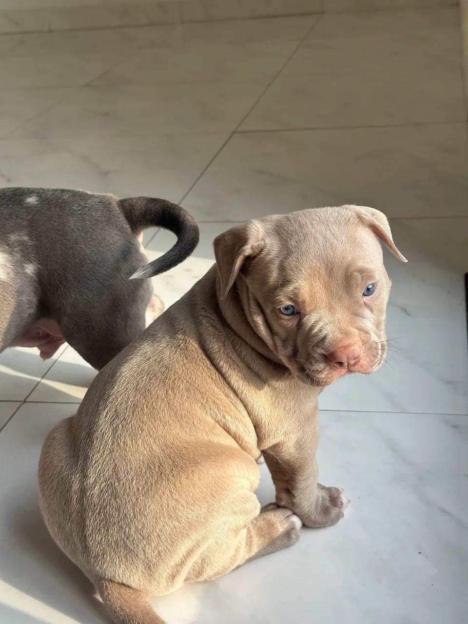 American Bully XL  - Foto 3
