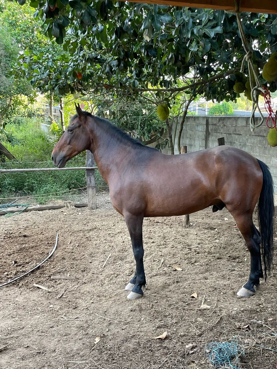 Cavalo  - Foto 2