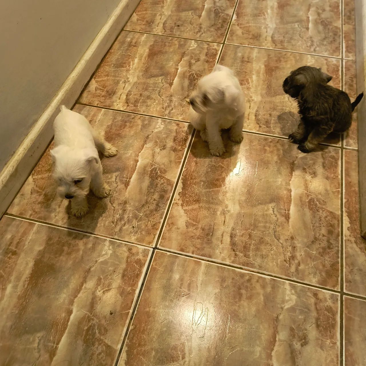 Animais  - Foto 3